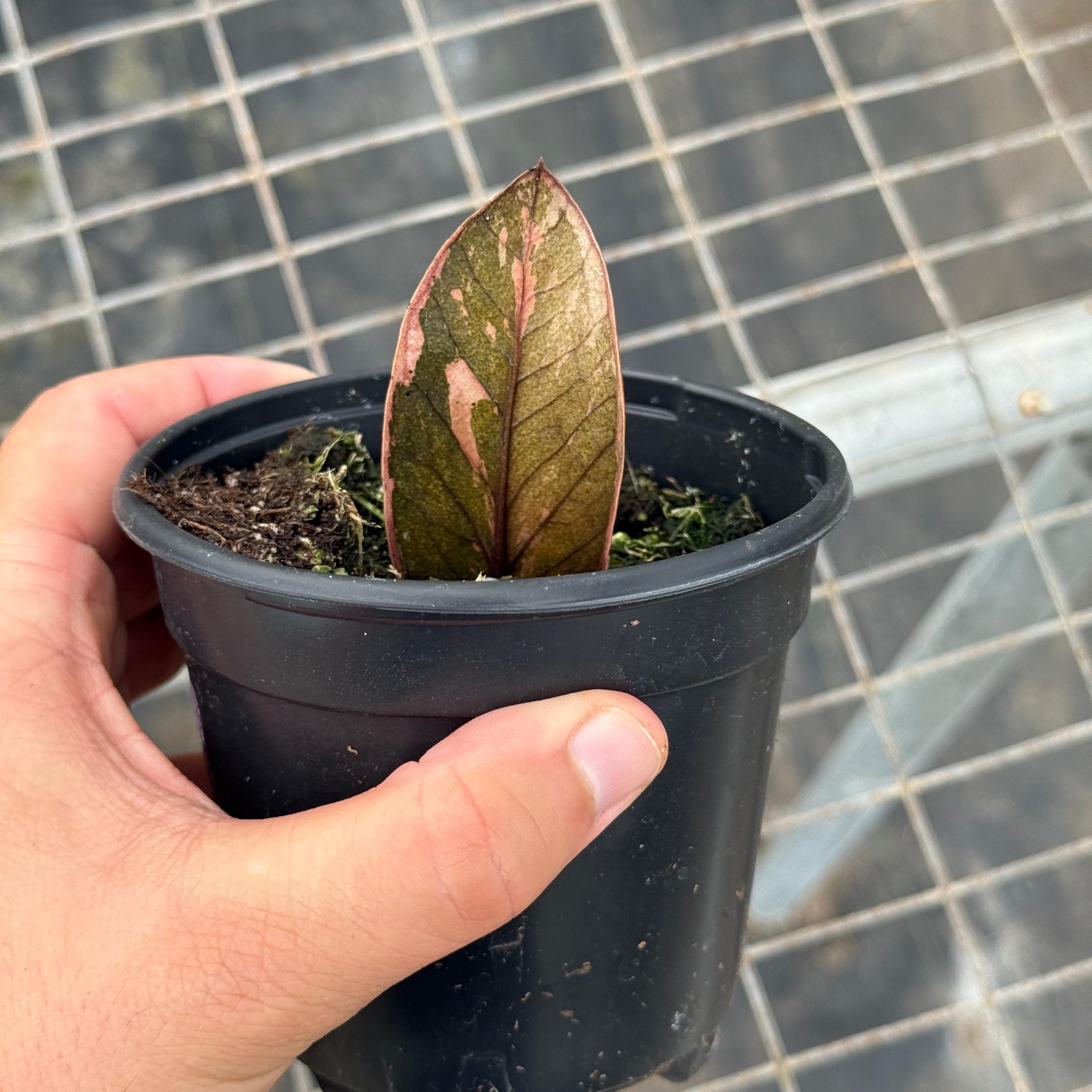 ZZ Plant Black Pink Variegated | Zamioculcas Zamiifolia Variegata