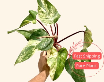 rattle snake plant 6" Calathea Lancifolia 'Rattlesnake' (a)  Black Plant Lovers