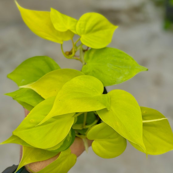 Philodendron Cordatum Lemon Lime Lush | Lemon Lime Philodendron | Philo  Starter Plant | Fully Rooted Plant | Indoor Houseplants | Plant Gift - Etsy  Israel