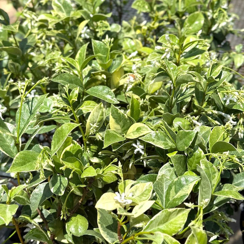 NYCitySucculents Jasmine Plant