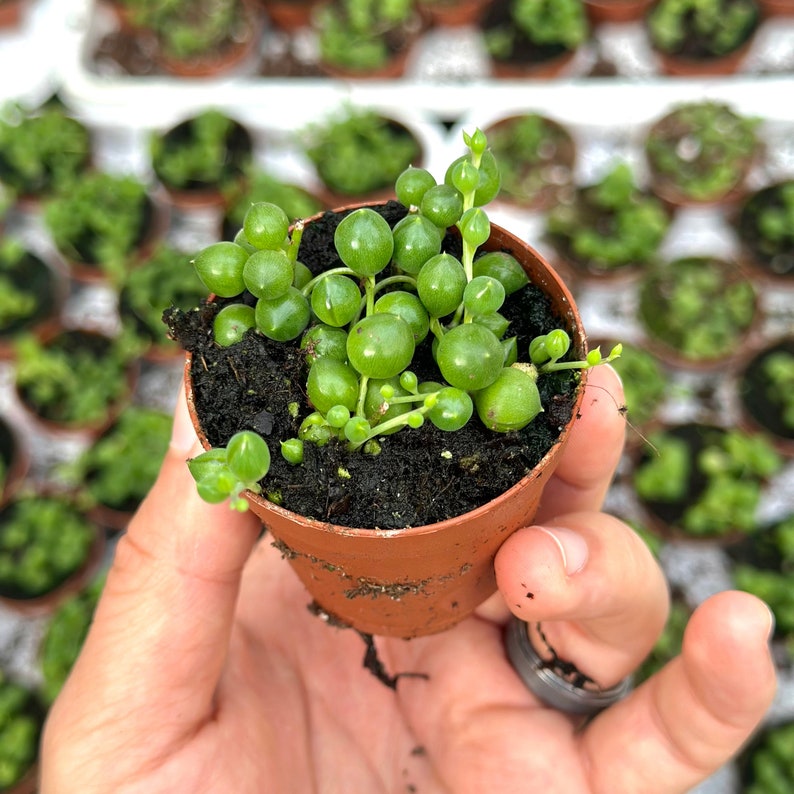 String of Pearls Live Plants Long String of Pearls Starter Plant Fully Rooted Senecio Rowleyanus Succulent Plant Gifts Houseplants image 8