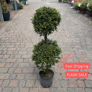 May include: A topiary tree with two spherical, green, leafy sections. The tree is planted in a black plastic pot and sits on a brick walkway. The tree has a brown trunk and is surrounded by other plants.