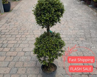 Eugenia Globulus Live Plant | Topiary House Plants | Houseplants for Beginner | Perennial Houseplant for Kitchen Indoor Outdoor Garden Gift