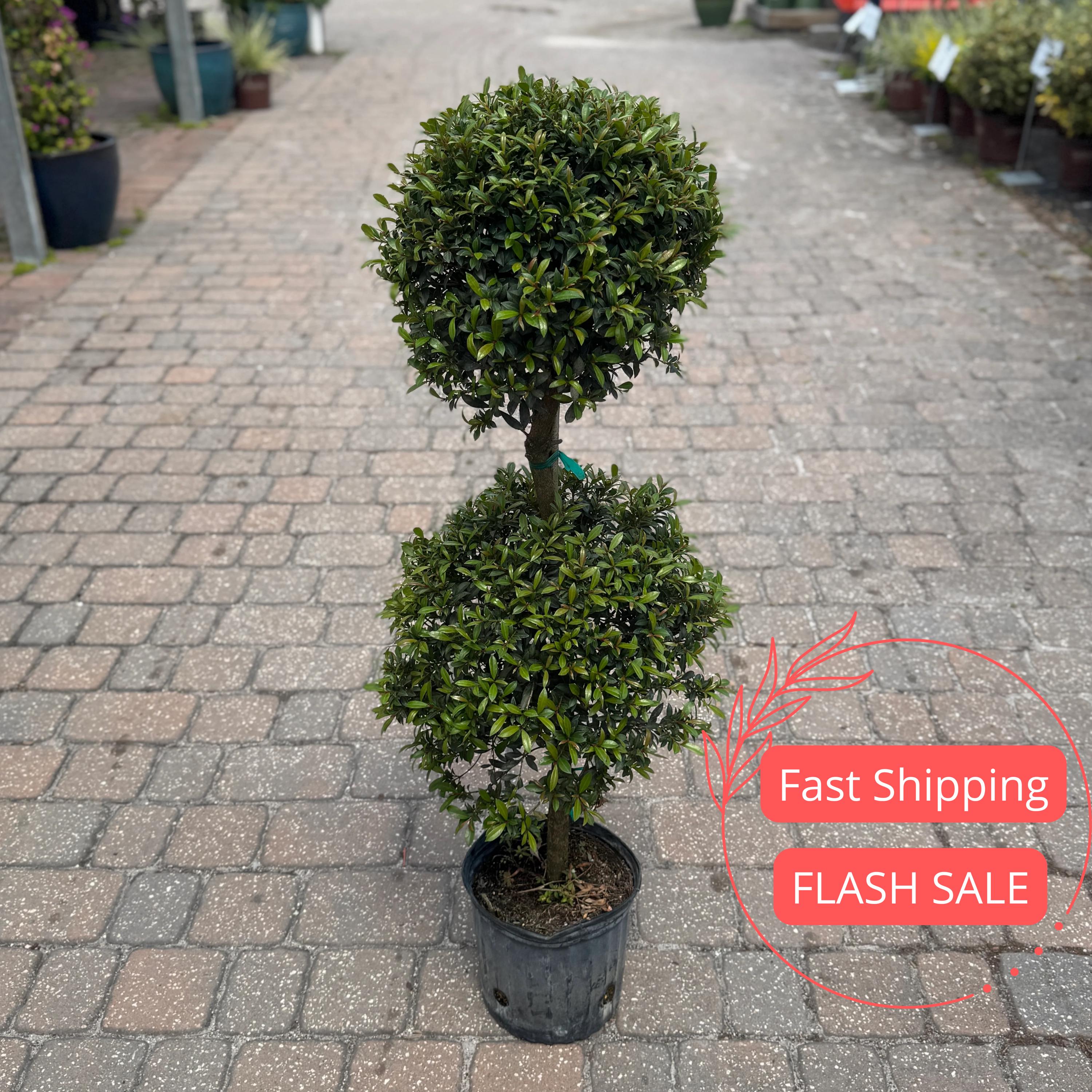 Indoor Topiary Plants - Etsy
