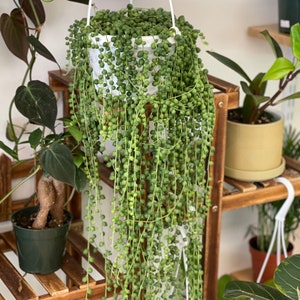 String of Pearls Live Plants Long String of Pearls Starter Plant Fully Rooted Senecio Rowleyanus Succulent Plant Gifts Houseplants image 3