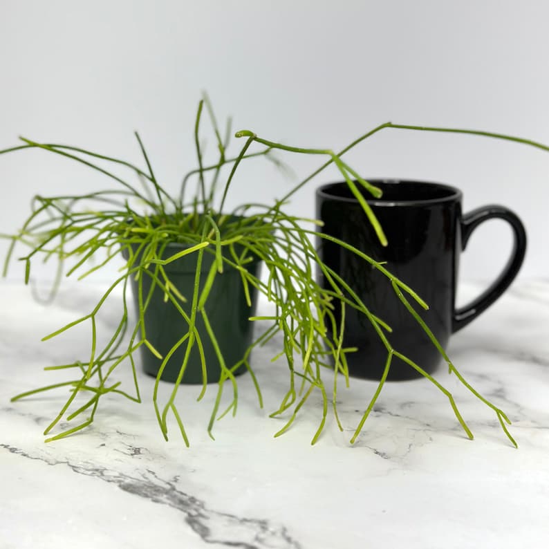 Rhipsalis Burchellii Mistletoe Cactus - Thumbnail 2
