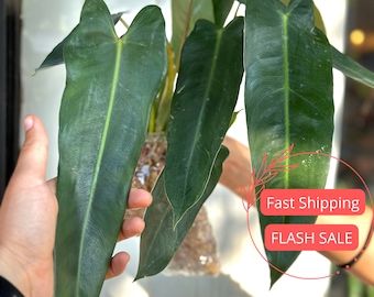 Philodendron Spiritus Sancti Large Tissue Culture | Philodendron Starter Plants | Tissue Culture Spiritus Sancti Plant | Plant Gifts | Albo