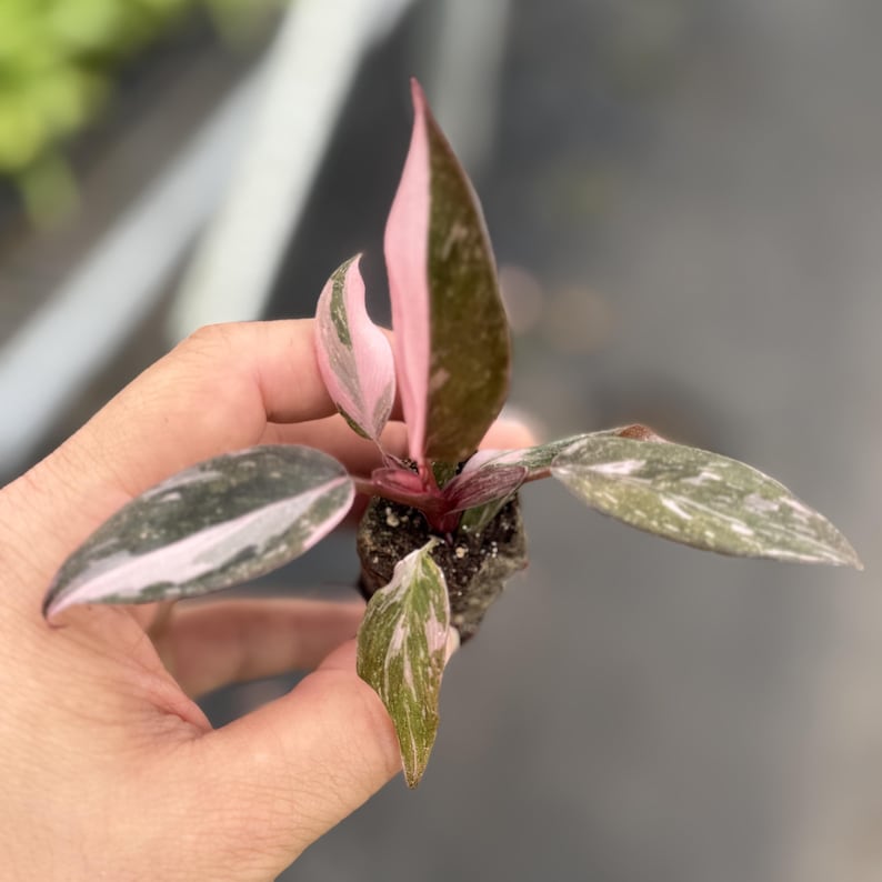 May include: A small, potted plant with pink and green variegated leaves. The leaves have a striking pink hue along the edges and veins, contrasting with the green and white mottled patterns. The plant is held in a person's hand, showcasing its delicate features.