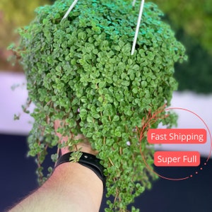 Pilea Depressa | Pilea Depressa Baby Tears | Baby Tears Pilea | Pilea Plant | Hanging Pilea Plant Live | Nontoxic Houseplant | Pet Safe