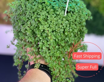 Pilea Depressa | Pilea Depressa Baby Tears | Baby Tears Pilea | Pilea Plant | Hanging Pilea Plant Live | Nontoxic Houseplant | Pet Safe