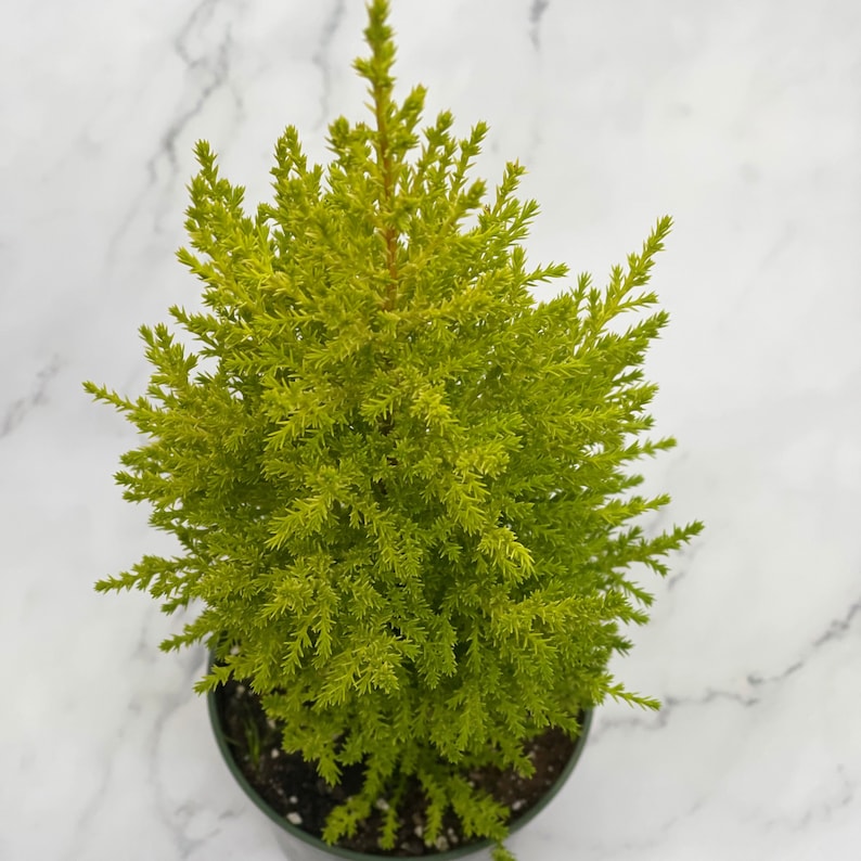 Dwarf Lemon Cypress Tree Christmas Tree Tabletop Christmas Etsy