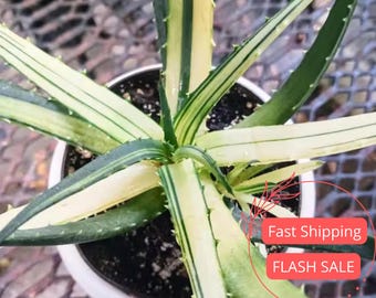 Aloe Solar Flare, planta viva / Plantas suculentas abigarradas para principiantes / Esquejes de plantas de interior / Regalo de plantas de interior para exterior / Cactus raros