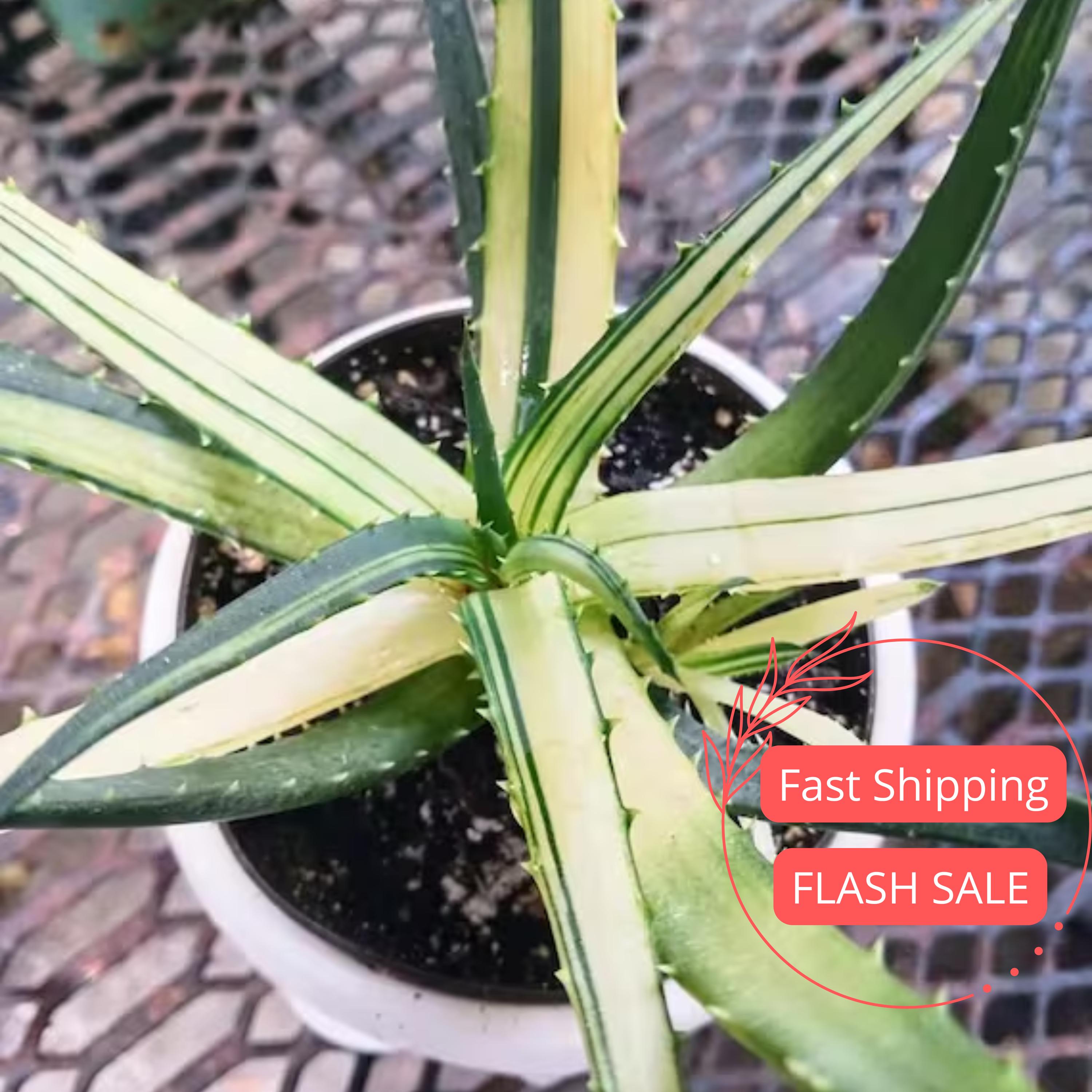 Aloe Pearls - Etsy