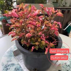 May include: A potted plant with vibrant pink and green leaves. The plant is in a dark gray pot, sitting on a table. The leaves have a mix of colors, including pink, green, and orange. The plant appears healthy and well-cared for.
