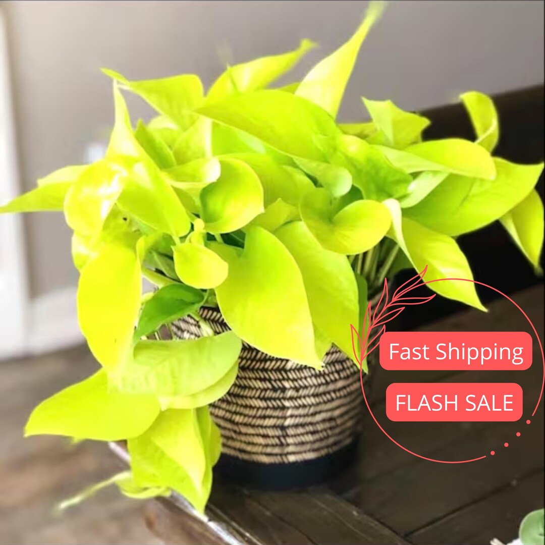 Pothos Neon Live Plant | Epipremnum Golden Cuttings House Plants | Indoor  Outdoor Houseplant | Ivy Vine Houseplants | Seed Garden Gift - Etsy