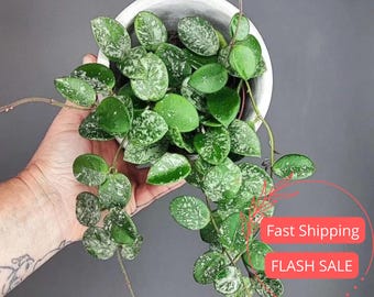 Hoya Mathilde Splash (planta viva) / Hoya abigarrada para principiantes / Plantas de interior para principiantes / Esquejes de Hoya, plantas raras, regalos de jardín