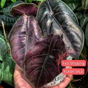 May include: Close-up of Alocasia Black Velvet plant with large, dark green leaves and prominent purple veins. The leaves have a velvety texture and are held in a white patterned pot. The plant is a popular houseplant.