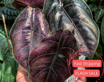 Alocasia Azlanii Planta viva / Alocasias Corm Jewel Rooted / Plantas de interior Regalos / Esqueje Planta de interior de exterior Orejas de elefante