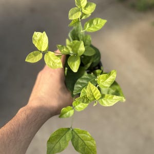 May include: A close-up of a plant with vibrant green leaves. The leaves are a mix of light and dark green, with a few yellow-green leaves. The plant is held in a person's hand, with the background out of focus.