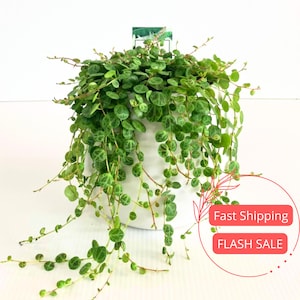 May include: A Turtle Vine plant in a white ceramic pot. The plant has small, round, green leaves with darker green patterns. The vines cascade down the sides of the pot. A small tag is visible at the top of the plant.