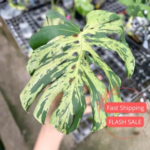May include: A variegated Monstera leaf featuring a distinct pattern of deep green and creamy yellow splashes. The large, heart-shaped leaf displays natural fenestrations and splits along the edges, showcasing a high-contrast color variation.