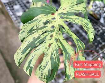 Hoya Pubicalyx RHP Outer Variegated Splash - Etsy