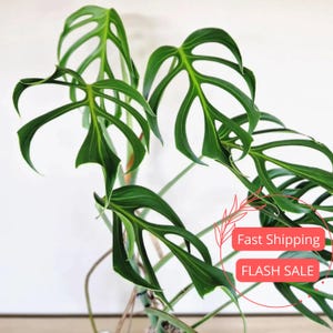 Fenestrated Monstera Deliciosa - Etsy