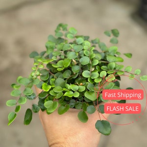 May include: A small green plant with round leaves, held in a hand. The plant is in a pot, but the pot is not visible in the image. The text "Fast Shipping" and "FLASH SALE" is visible in the image.