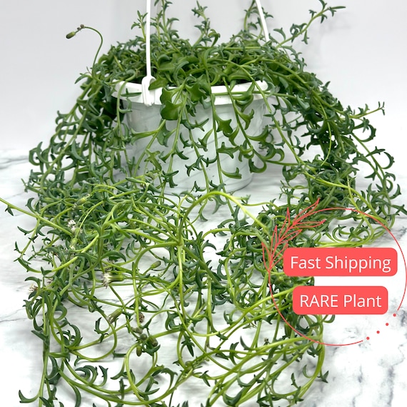 String of Dolphins Plant 6" | Senecio Peregrinus | Dolphin Succulent Plant | Hanging String of Dolphins | Rare Dolphin Plant |