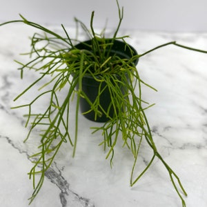 Rhipsalis Burchellii Mistletoe Cactus Spaghetti Cactus Rhipsalis Baccifera Rare Succulent Plants Succulents Plants Cactus image 6