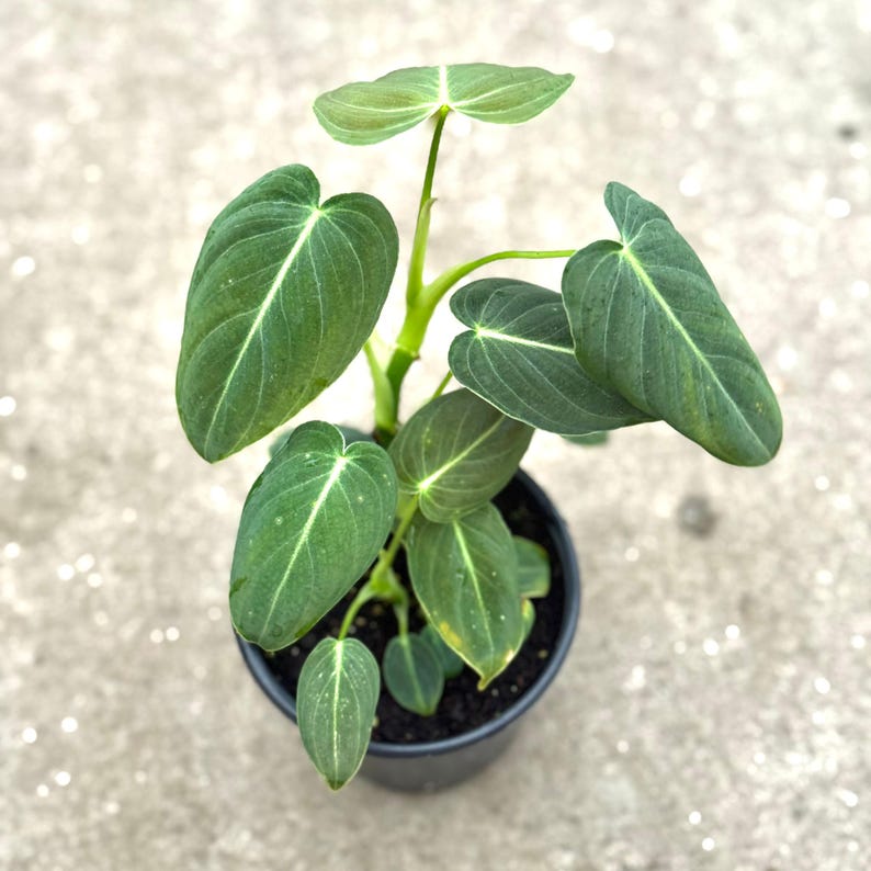 May include: A potted plant with large, heart-shaped, dark green leaves featuring prominent white veins. The plant is in a black plastic pot, set against a neutral, light gray background. The leaves have a velvety texture.