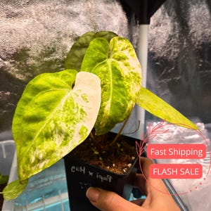 May include: A potted plant with large, heart-shaped leaves. The leaves are a vibrant green with white and yellow variegation. The plant is in a black pot, and the text "c04 x 1909" is visible on the pot.