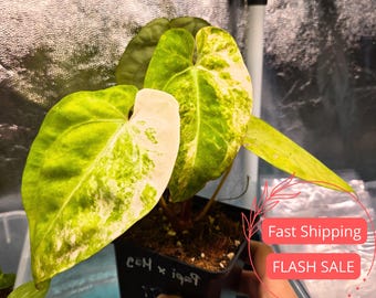 Anthurium Papilliaminum Variegated X Subsignatum Seeding - Etsy