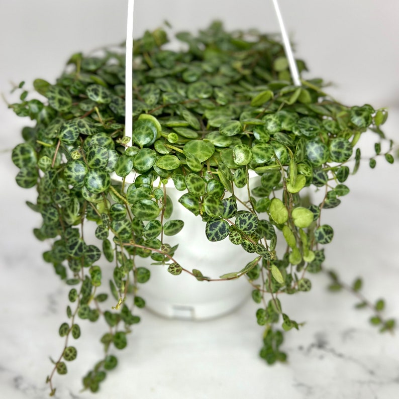 NYCitySucculents String of Turtles Succulent
