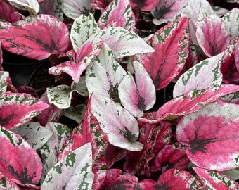 Begonia Maui Sunset Live Plant | Mature Begonias Rex Indoor