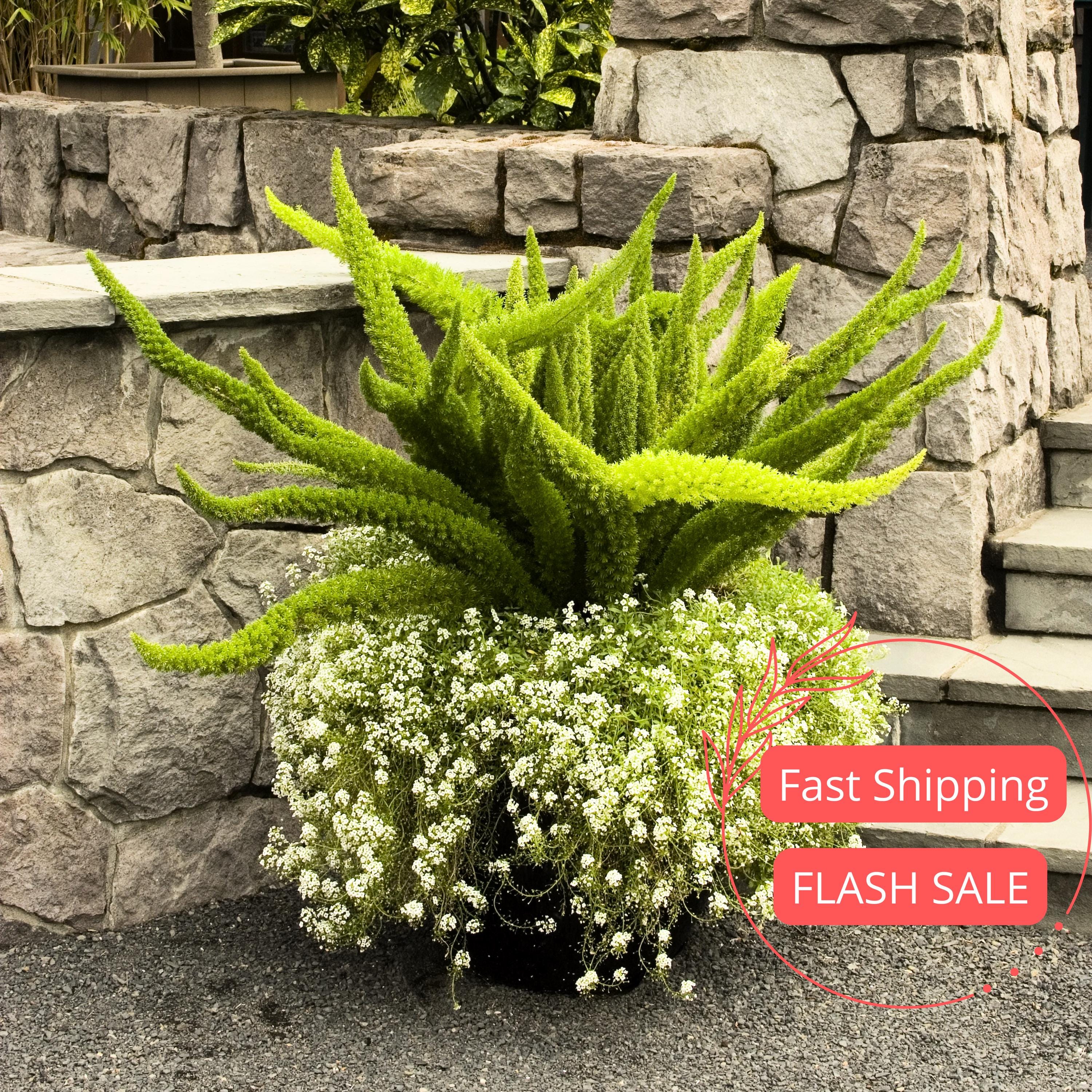 Foxtail Fern Live Plant | Fox Tail Ferns Tropical Indoor House