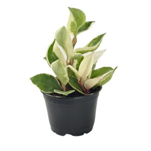 May include: A small potted Hoya plant with variegated green and cream-colored leaves. The plant is in a black plastic pot. The leaves have a waxy texture and a vibrant appearance, showcasing a mix of green and creamy white hues.