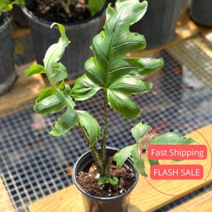 Alocasia Brancifolia Live Plant SALE | Alocasia Corm Nishihira Rooted | Indoor Tropical House Plants Gifts | Cutting Outdoor Houseplant