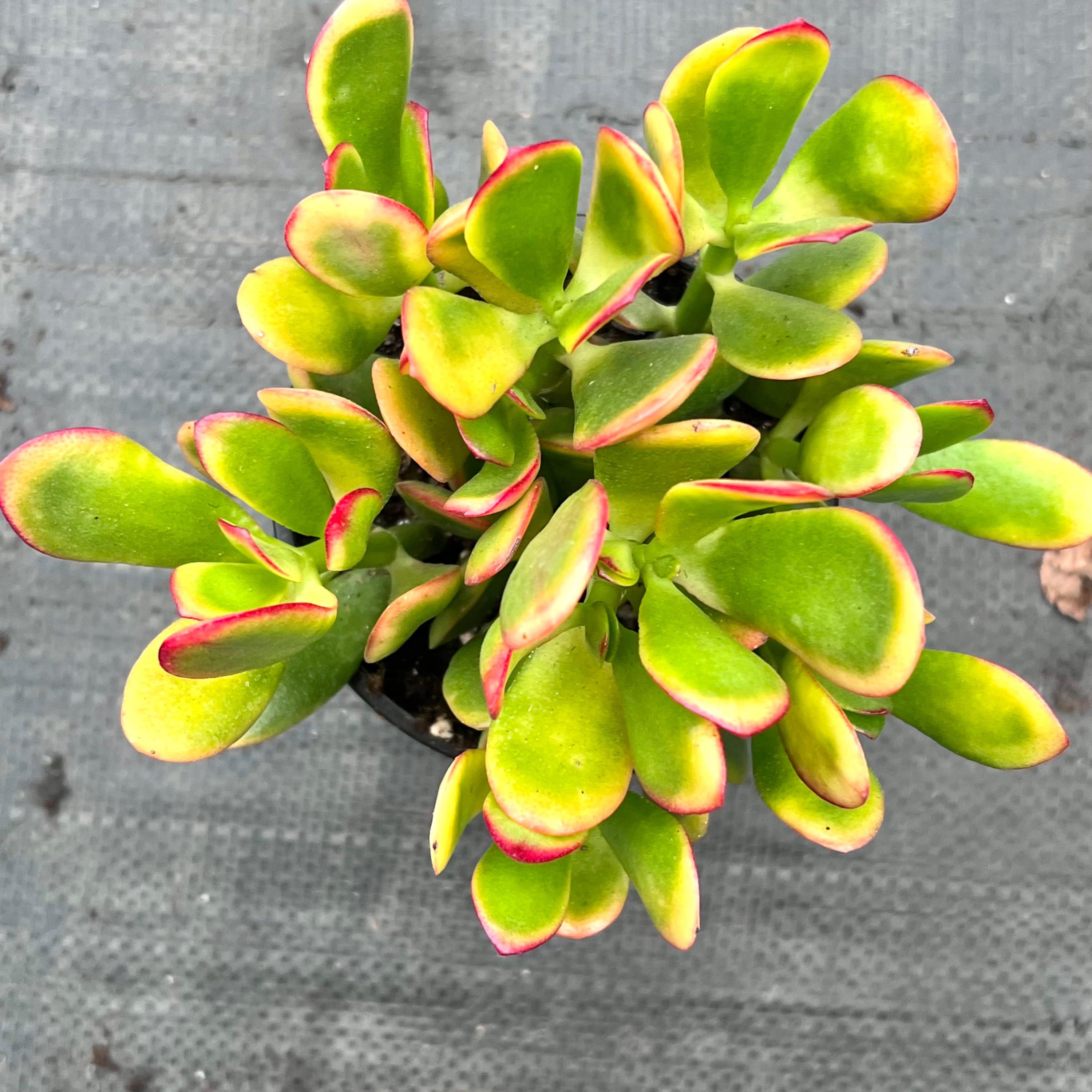 Sunset Jade Live Plant | Variegated Crassula Ovata Succulent House Plants |  Succulents Indoor Cuttings Gifts | Outdoor Garden Houseplants - Etsy