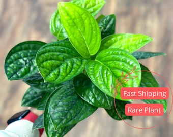 Monstera Peru Live Plant | Monstera Peru Starter Plant | Rooted Monstera Plant | Rare Plants | Indoor Houseplants | Plant Gifts | Home Decor