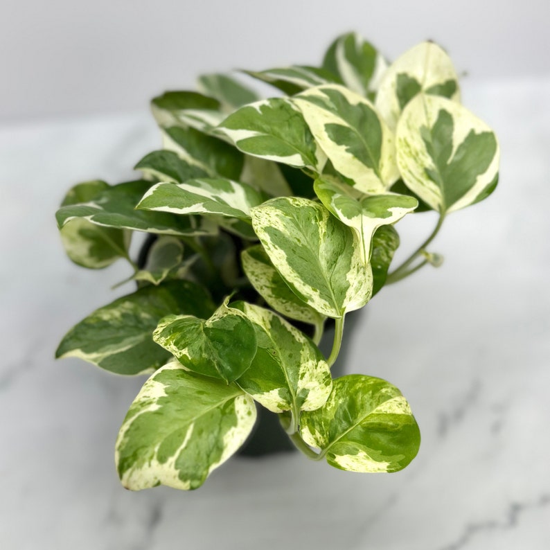 NYCitySucculents Pothos N'joy