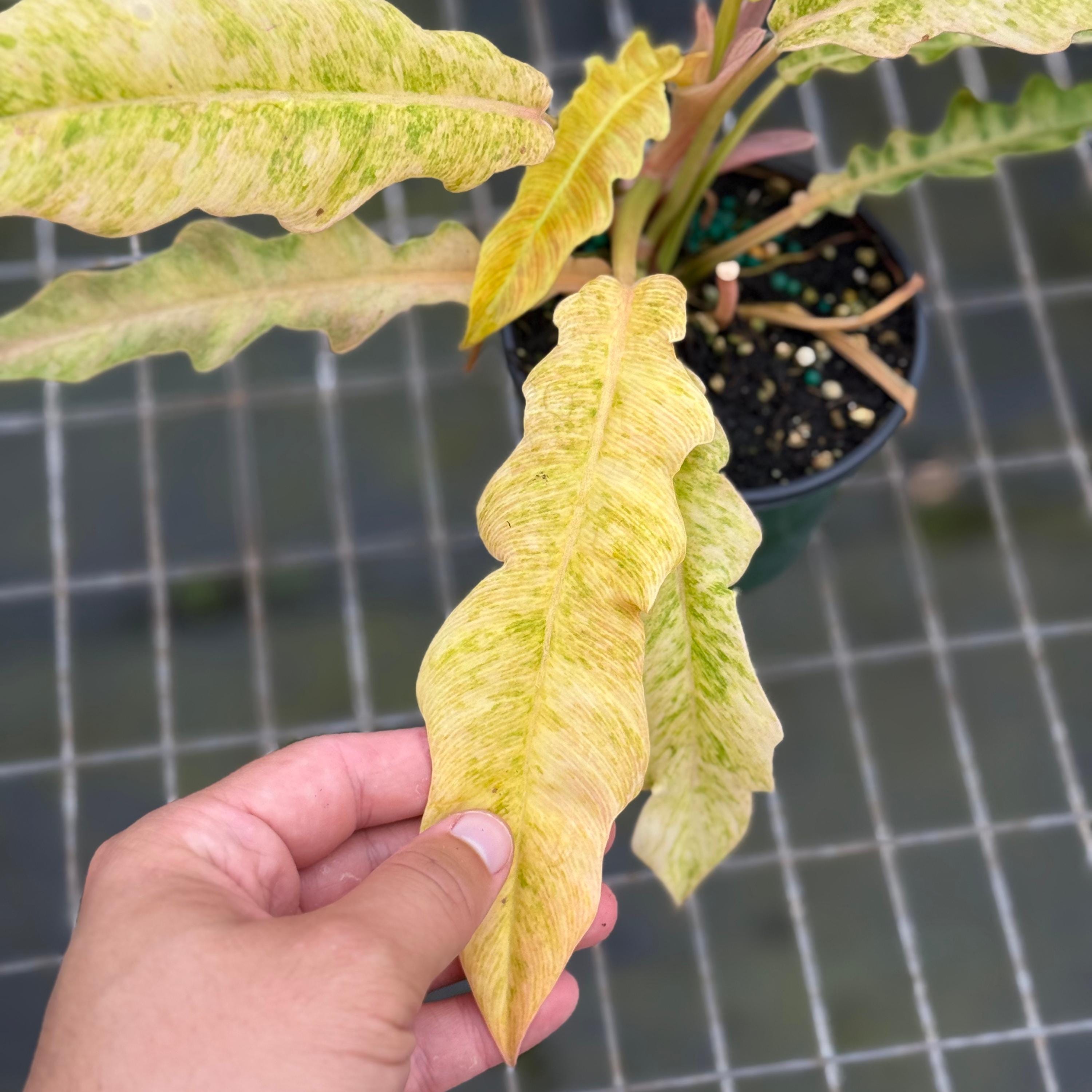anubias aquarium plant 🌿 Anubias Nana – Hardy Low-Light Aquarium Plant main image 0