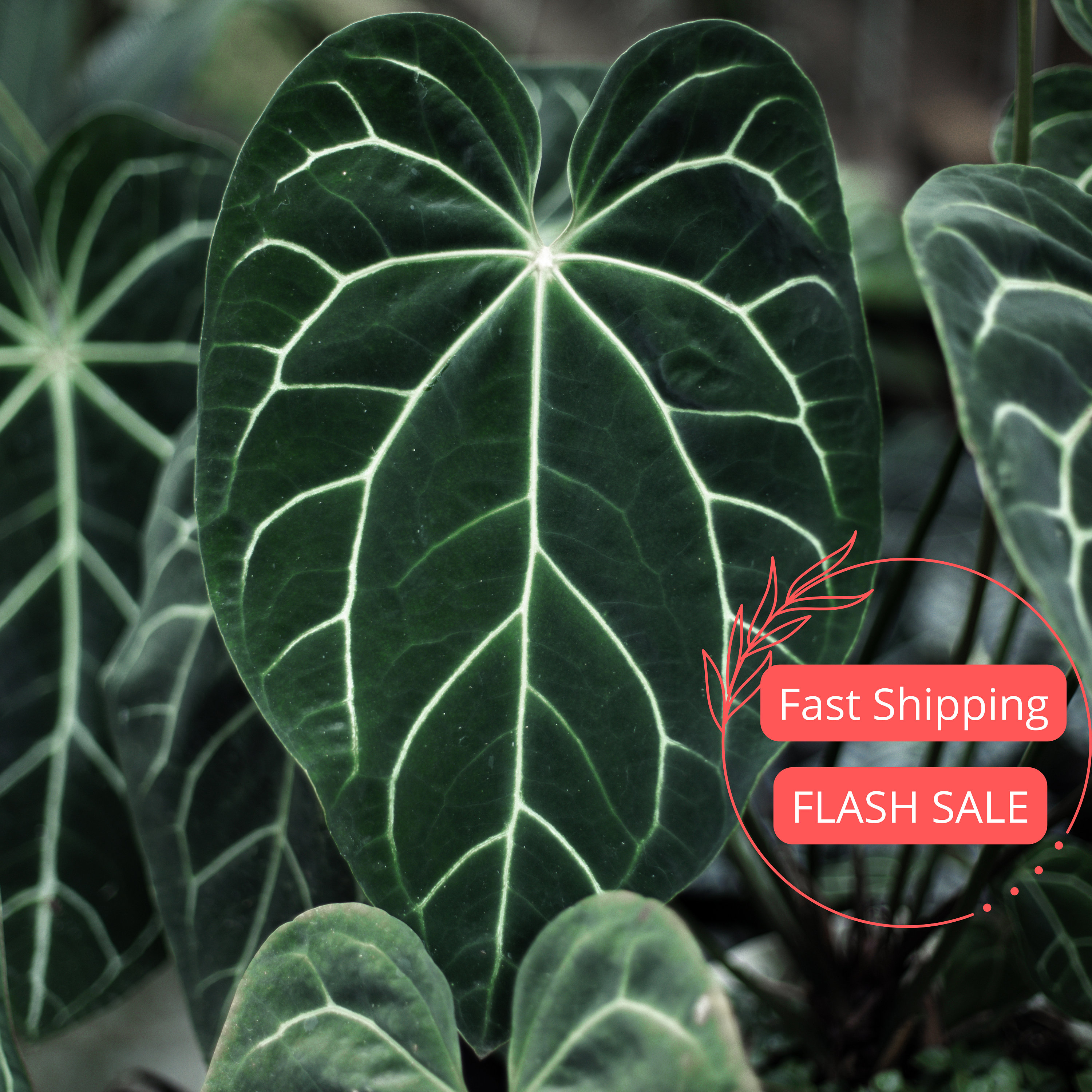 Anthurium Plant Crystallinum Large | Fully Rooted Anthurium