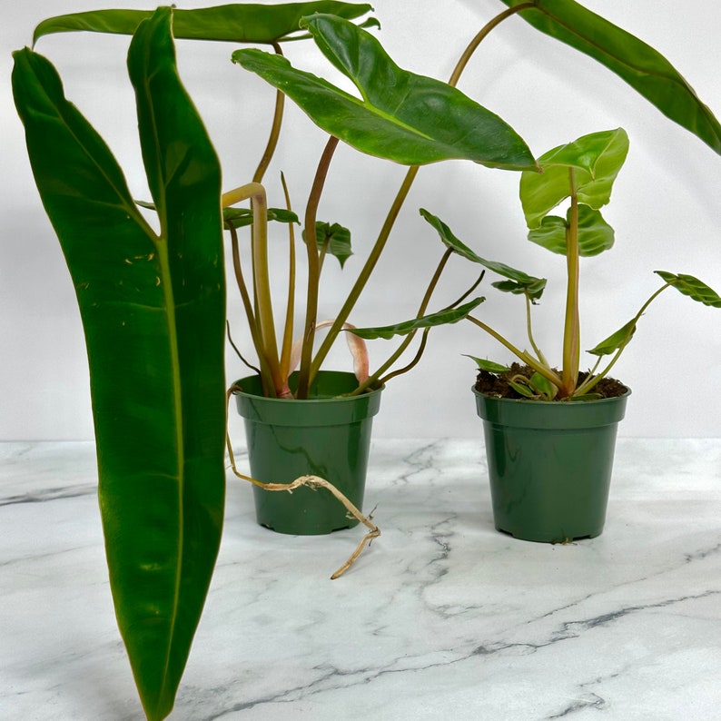 NYCitySucculents Philodendron Billietiae - Thumbnail 5