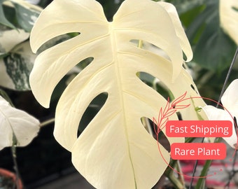 Monstera Albo Node Rooted | Variegated Monstera Albo Rooted Node | Rooted Monstera Plant | Rare Plants | Houseplants | Plant Gifts