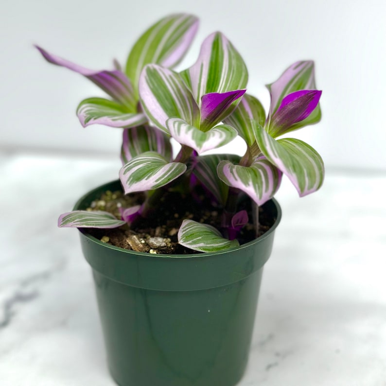 Tradescantia Nanouk - Thumbnail 3