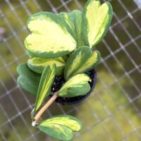 Hoya Kerrii Variegated Live Plant | Hoya Heart Variegated Starter Plants | House Plants for Beginner | Hoya Cuttings for Rare Plant Gifts
