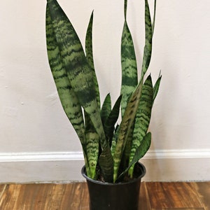 Silver Queen Snake Plant 6&quot; | Sansevieria Silver Queen | Mother in Law&#39;s Tongue | Easy Care Plant | Low Maintenance Plant | Beginner Plant |