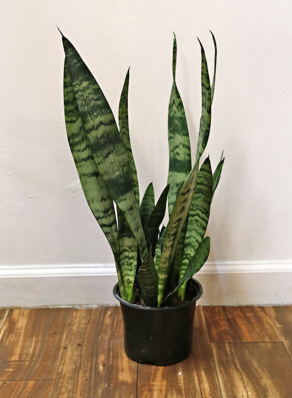 Silver Queen Snake Plant 6" | Sansevieria Silver Queen | Mother in Law's  Tongue | Easy Care Plant | Low Maintenance Plant | Beginner Plant | -  Etsy.de