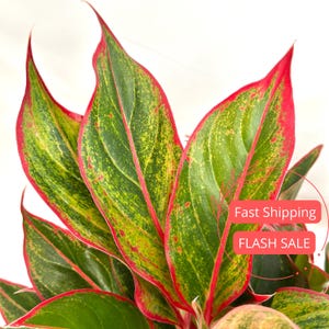 Aglaonema Siam Red Plant Large | Siam Red Aglaonema House Plants | Beautiful Chinese Evergreen Plants | House Plant Gifts | Houseplants